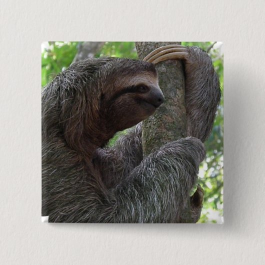 Baumkletterndes Sloth-quadratisches Button (Vorderseite)