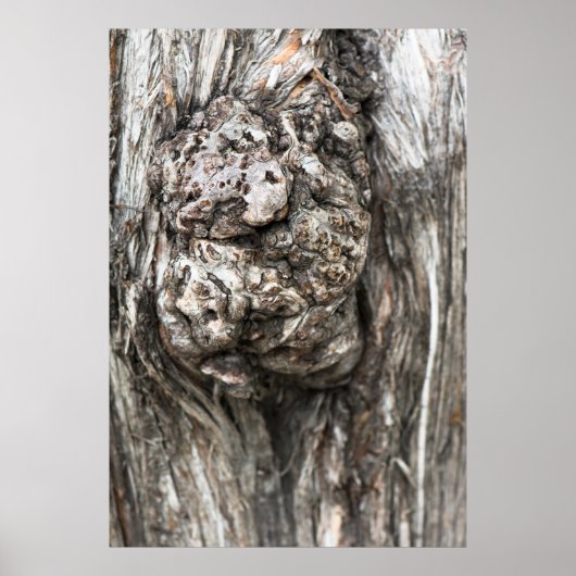 Baumknoten Poster (Vorne)