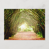 Baumkorridor Postkarte (Vorderseite)
