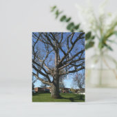 Baumkronen Postkarte (Stehend Vorderseite)