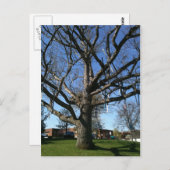 Baumkronen Postkarte (Vorne/Hinten)