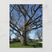 Baumkronen Postkarte (Vorderseite)