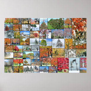 Baumkronenposter 36 x 24 poster