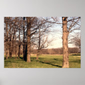 Baumlandschaft Poster (Vorne)