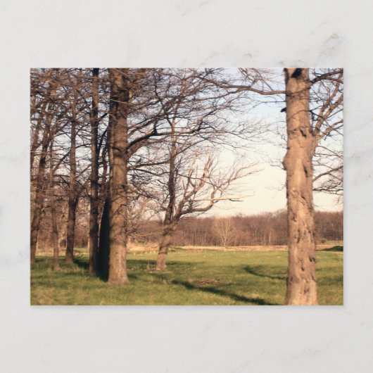 Baumlandschaft Postkarte (Vorderseite)