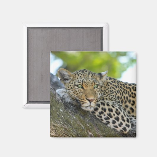 Baumleopard-Magnet Magnet (Vorderseite/Rückseite)