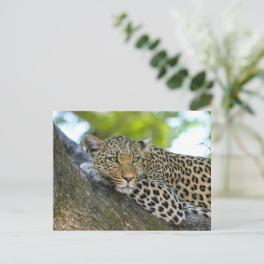 Baumleopard Postkarte (Stehend Vorderseite)
