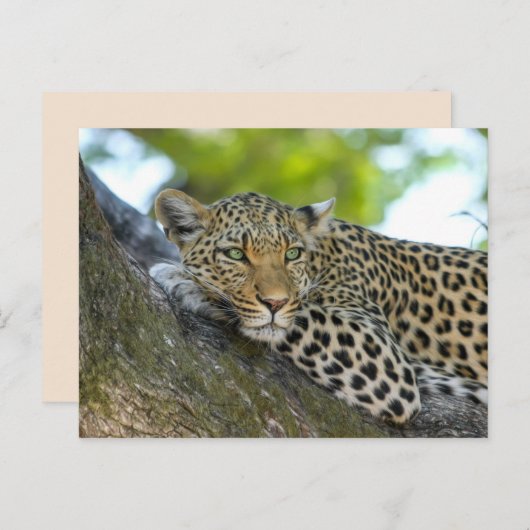 Baumleopard Postkarte (Vorne/Hinten)