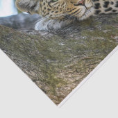 Baumleoparpapier Seidenpapier (Ausschnitt)