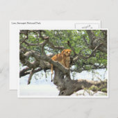 Baumlionie Postkarte (Vorne/Hinten)
