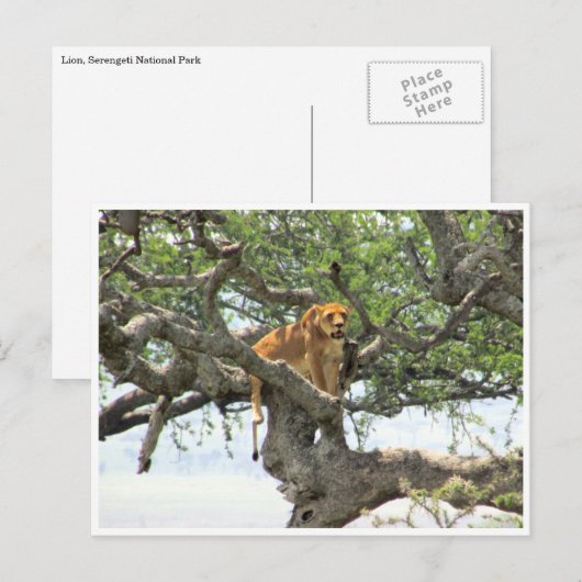 Baumlionie Postkarte (Vorne/Hinten)