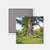 Baummagnet der Zeder des Libanon Magnet (Vorderseite/Rückseite)