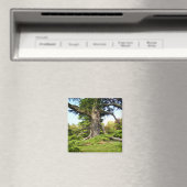 Baummagnet der Zeder des Libanon Magnet (In Situ (Geschirrspüler))