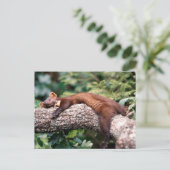 Baummarder schläft auf Ast, Postkarte (Stehend Vorderseite)