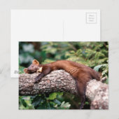 Baummarder schläft auf Ast, Postkarte (Vorne/Hinten)