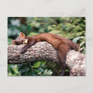 Baummarder schläft auf Ast, Postkarte
