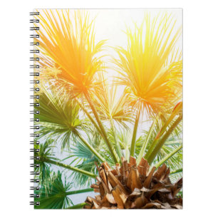 Baumpalme helle Sonne Hintergrund Sommer tropisch Notizblock