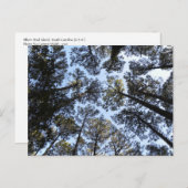 Baumperspektive Postkarte (Vorne/Hinten)