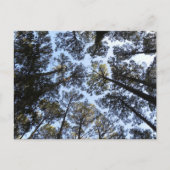 Baumperspektive Postkarte (Vorderseite)