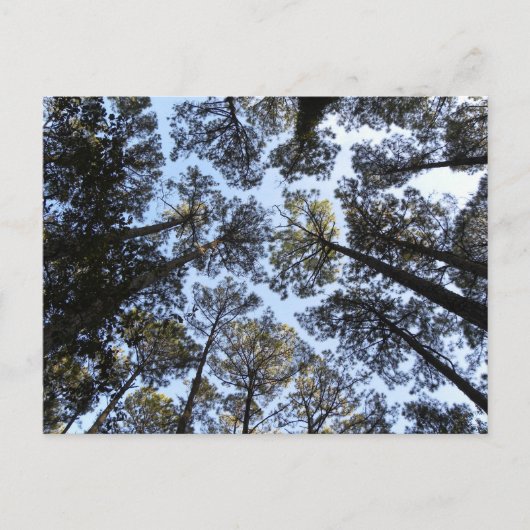 Baumperspektive Postkarte (Vorderseite)