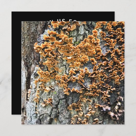 Baumpilz Einladung (Vorne/Hinten)