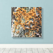 Baumpilz Leinwanddruck (Insitu (Holzboden))