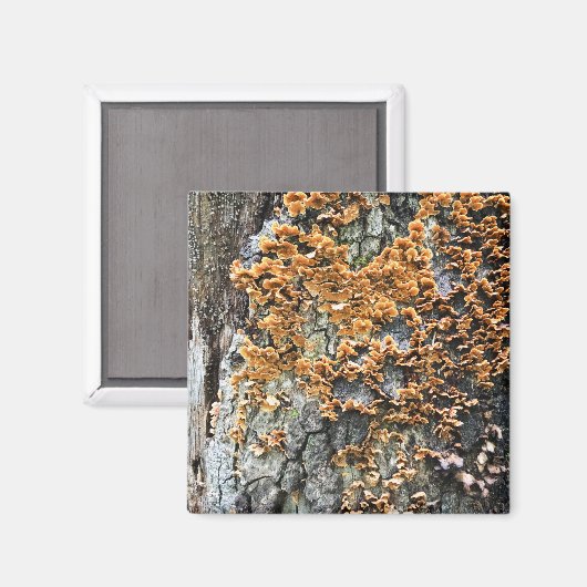 Baumpilz Magnet (Vorderseite/Rückseite)