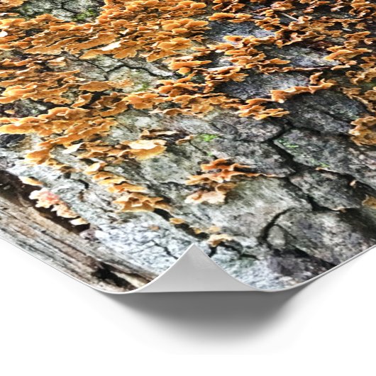 Baumpilz Poster (Ecke)