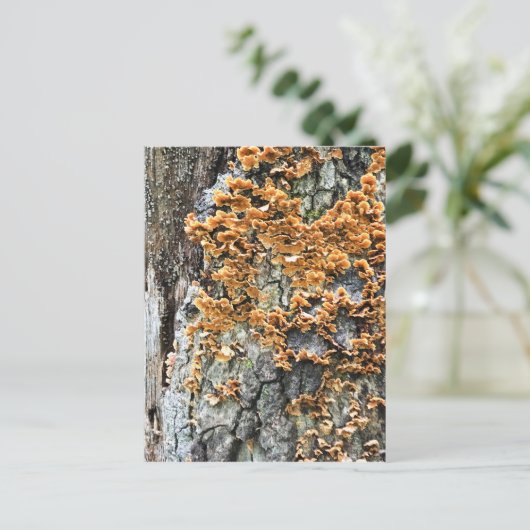 Baumpilz Postkarte (Stehend Vorderseite)