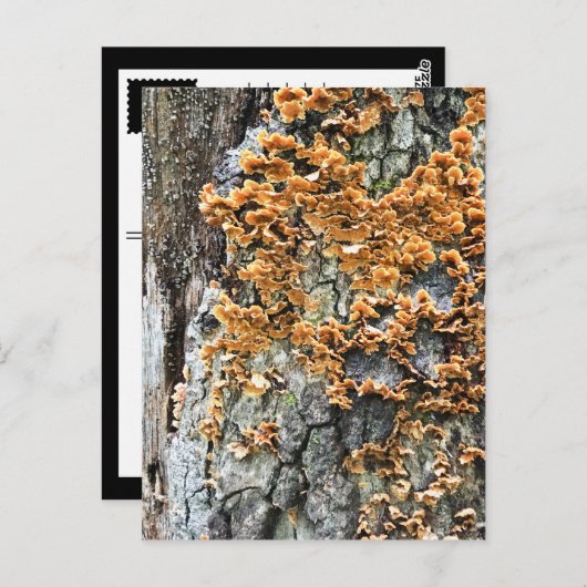 Baumpilz Postkarte (Vorne/Hinten)