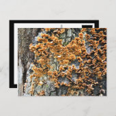 Baumpilz Postkarte (Vorne/Hinten)