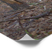 Baumplanke Poster (Ecke)