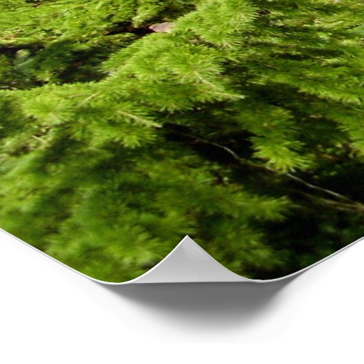 Baumposter der Zeder des Libanon Poster (Ecke)