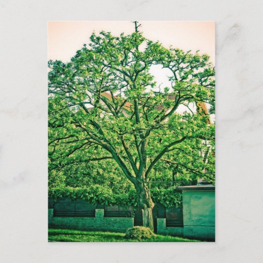 Baumpostkarte Postkarte (Vorderseite)