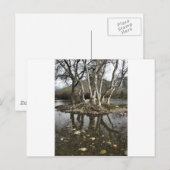 Baumreflektion Postkarte (Vorne/Hinten)