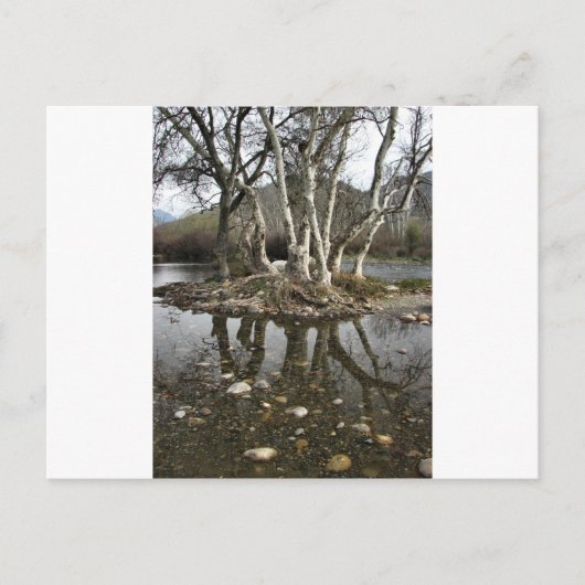 Baumreflektion Postkarte (Vorderseite)
