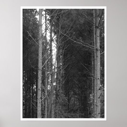 Baumreihe Poster (Vorne)