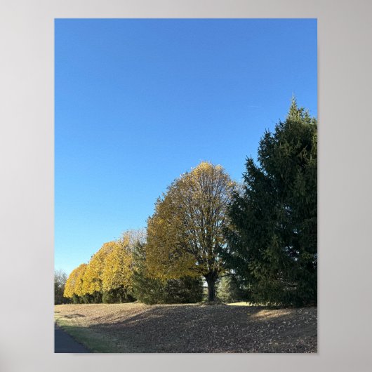 Baumreihe Poster (Vorne)