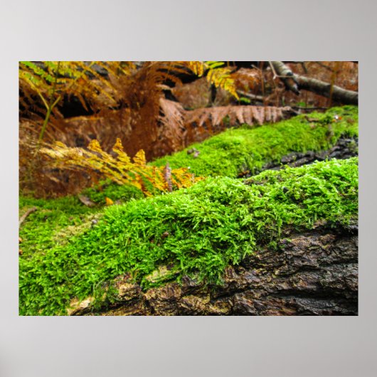 Baumrinde im Herbstmoos - Personalisiert Poster (Vorne)