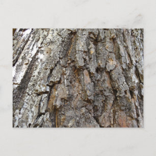 Baumrinde IV Abstrakte Natur Postkarte