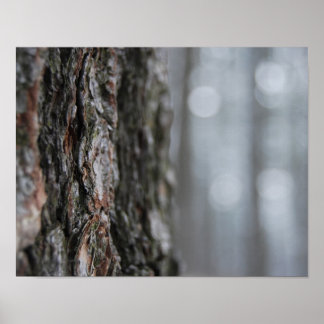 Baumrinde Poster