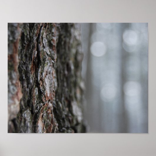 Baumrinde Poster (Vorne)