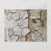 Baumrinde Postkarte (Vorderseite)