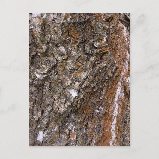 Baumrinde Postkarte (Vorderseite)