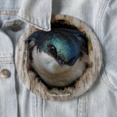 Baumschläfchen Songbird in Nestbox Button (Beispiel)