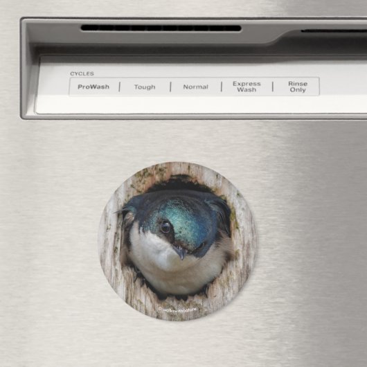 Baumschlucken in einer Nestbox Magnet (In Situ (Geschirrspüler))