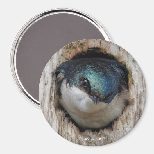 Baumschlucken in einer Nestbox Magnet (Vorderseite/Rückseite)