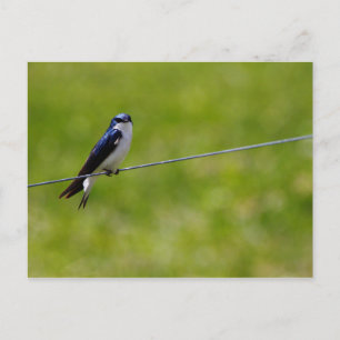 Baumschluckvogel (Tachycineta bicolor) Postkarte