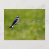 Baumschluckvogel (Tachycineta bicolor) Postkarte (Vorderseite)