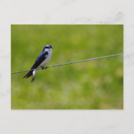 Baumschluckvogel (Tachycineta bicolor) Postkarte